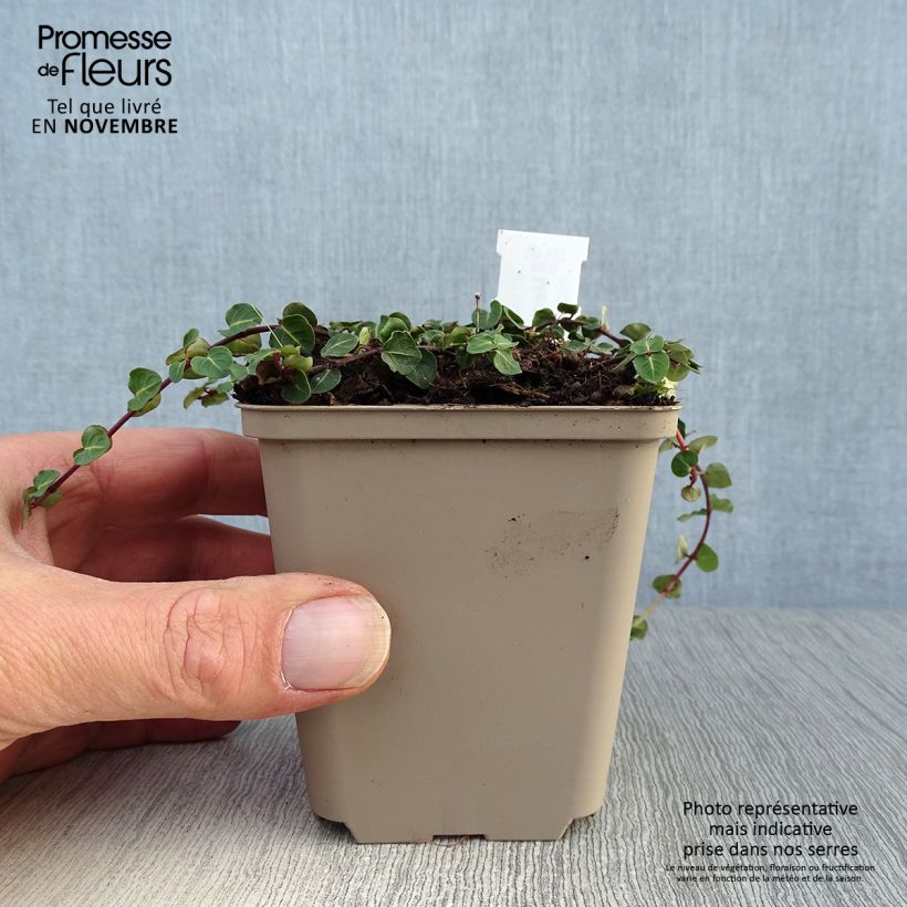 Ejemplar de Mitchella repens Maceta de 8/9 cm entregado en otoño