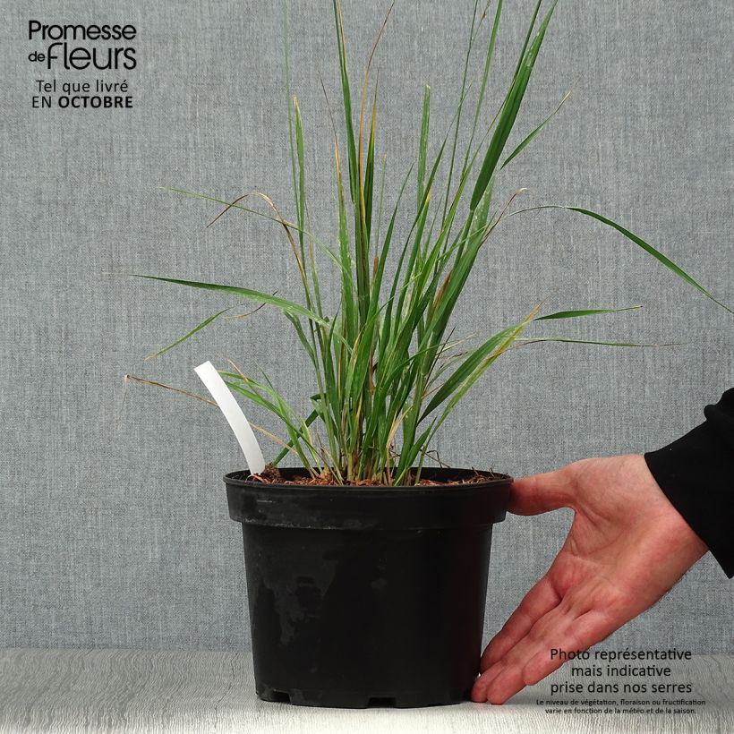 Ejemplar de Molinia Karl Foerster - Boja Maceta 2L/3L entregado en otoño