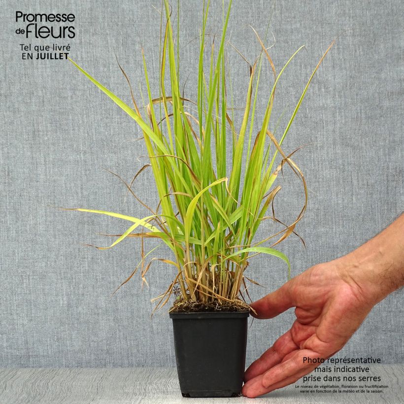 Ejemplar de Molinia Windsaule - Boja Maceta de 8/9 cm entregado en verano
