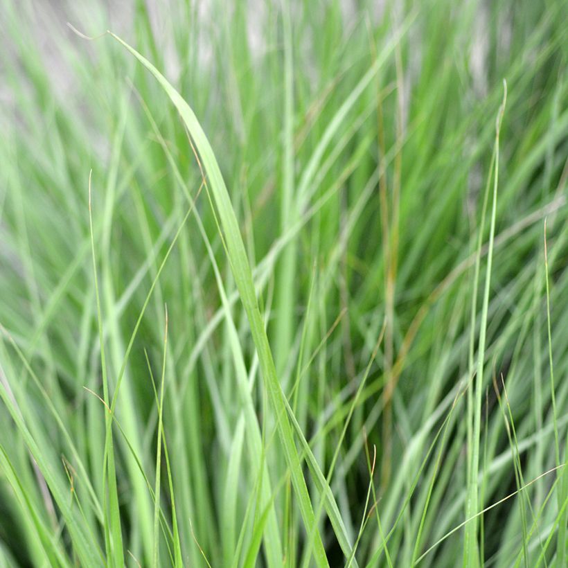 Molinia caerulea Heidezwerg - Boja (Follaje)