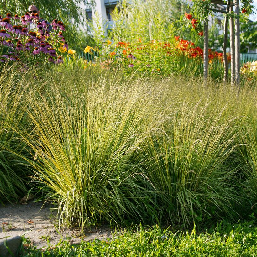 Molinia caerulea Heidezwerg - Boja (Porte)