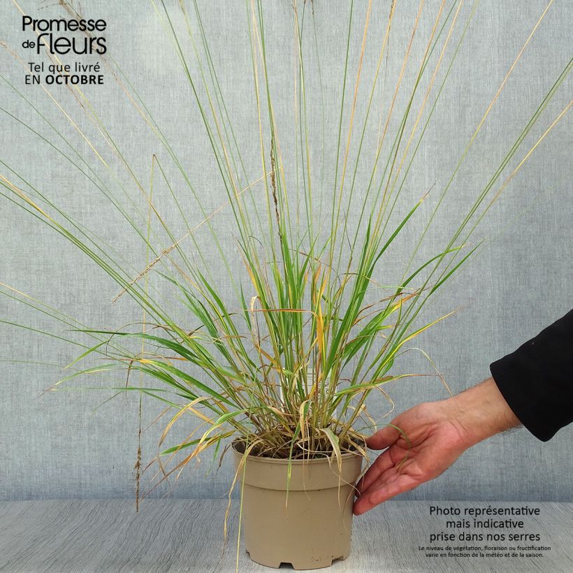 Ejemplar de Molinia caerulea Moorhexe - Boja Maceta 2L/3L entregado en otoño
