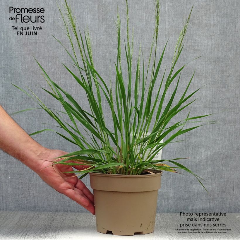 Ejemplar de Molinia caerulea Moorhexe - Boja Maceta 2L/3L entregado en verano