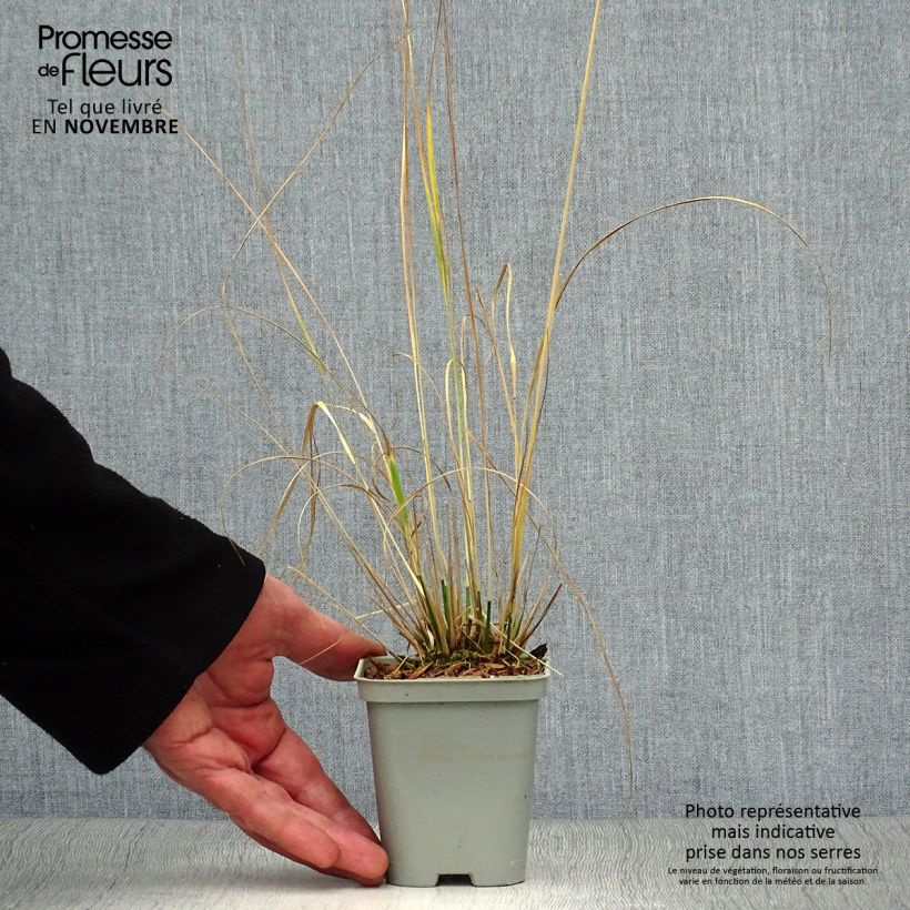 Ejemplar de Molinia Heidebraut - Boja Maceta de 8/9 cm entregado en otoño