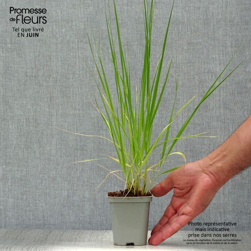 Ejemplar de Molinia Heidebraut - Boja Maceta de 8/9 cm entregado en verano