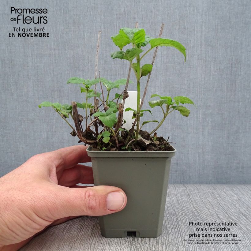 Ejemplar de Bergamota silvestre Gardenview Scarlet Maceta de 8/9 cm entregado en otoño