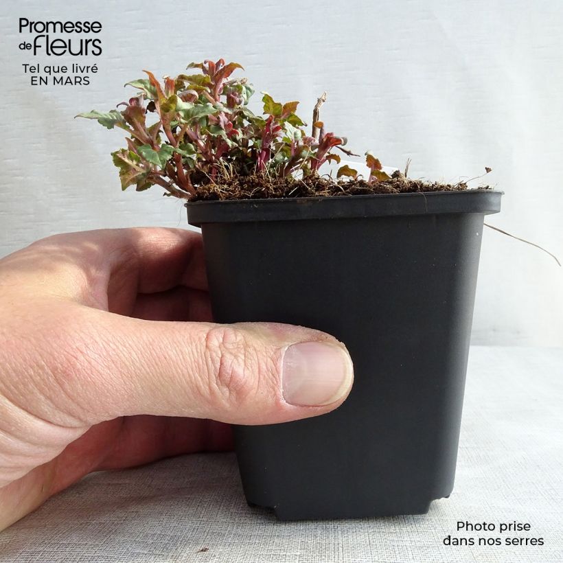 Bergamota silvestre Croftway Pink Maceta de 8/9 cm Ejemplar entregado en la primavera