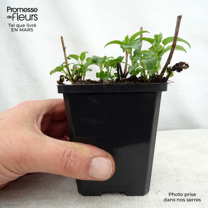 Monarda didyma Dancing Bird - Bergamota silvestre Maceta de 8/9 cm Ejemplar entregado en la primavera