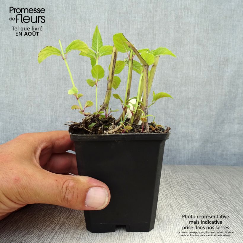 Ejemplar de Bergamota silvestre Jacob Cline Maceta de 8/9 cm entregado en verano