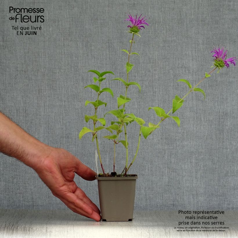 Ejemplar de Bergamota silvestre Prärienacht Maceta de 8/9 cm entregado en verano