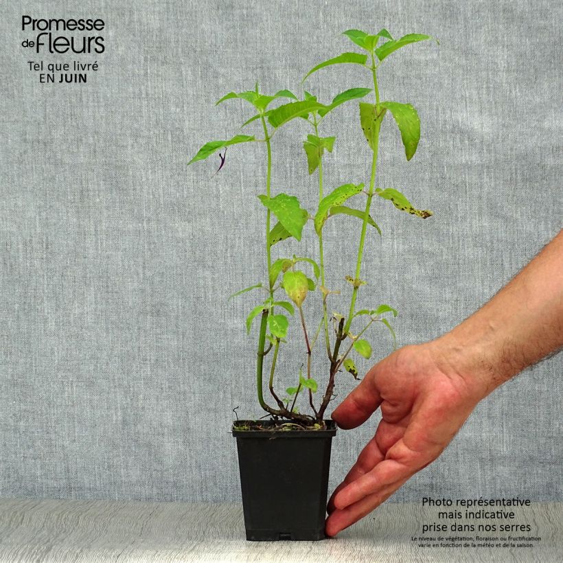 Ejemplar de Monarda Scorpion - Bergamota silvestre Maceta de 8/9 cm entregado en verano