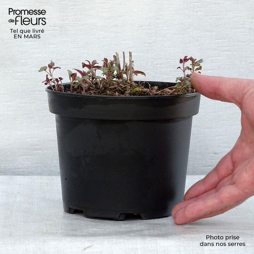Monarda Scorpion - Bergamota silvestre Maceta 2L/3L Ejemplar entregado en la primavera