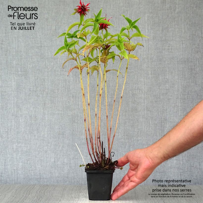 Ejemplar de Monarda Squaw - Bergamota silvestre Maceta de 8/9 cm entregado en verano
