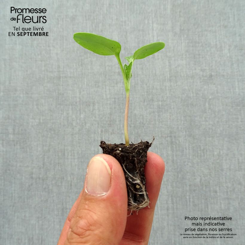 Ejemplar de Lunaria annua - Monedas del Papa minicepellón: Ø 1,5/2,5 cm entregado en otoño