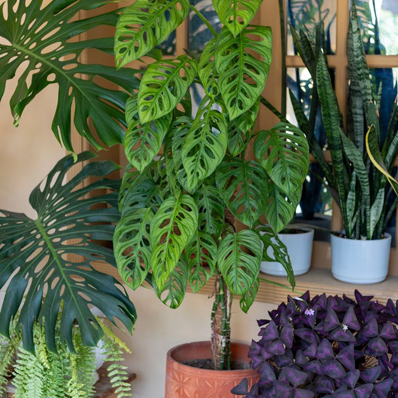 Monstera adansonii (Porte)