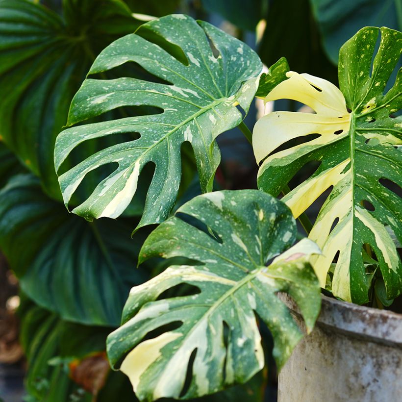 Monstera Thai Constellation (Follaje)