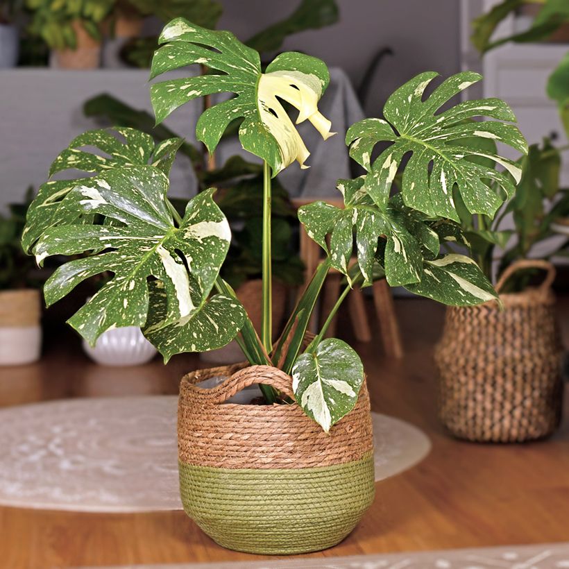 Monstera Thai Constellation (Porte)