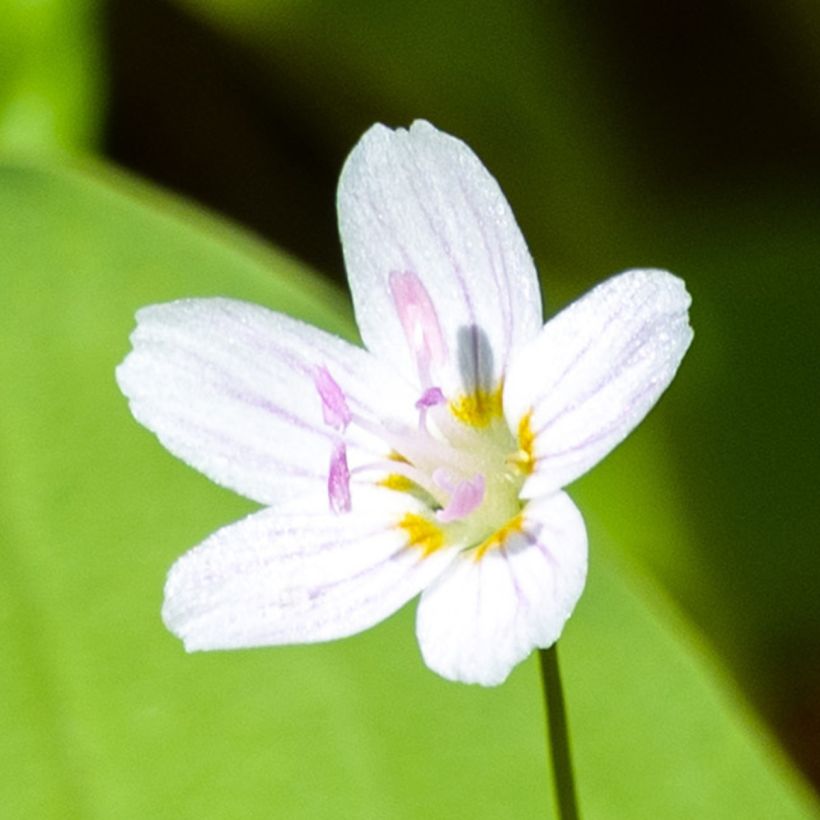 Claytonia sibirica Alba - Belleza siberiana de primavera (Floración)