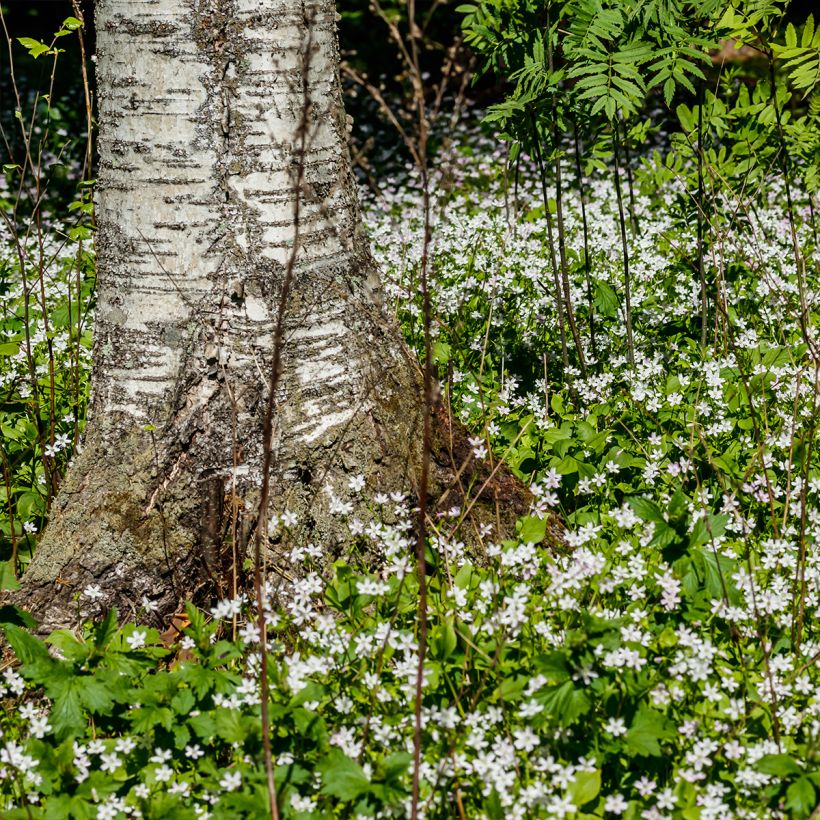Claytonia sibirica Alba - Belleza siberiana de primavera (Porte)