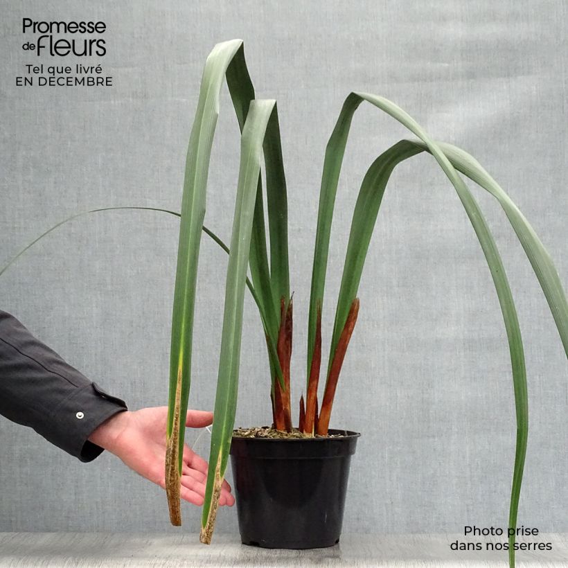Moraea huttonii Maceta 4L/5L Ejemplar entregado en invierno