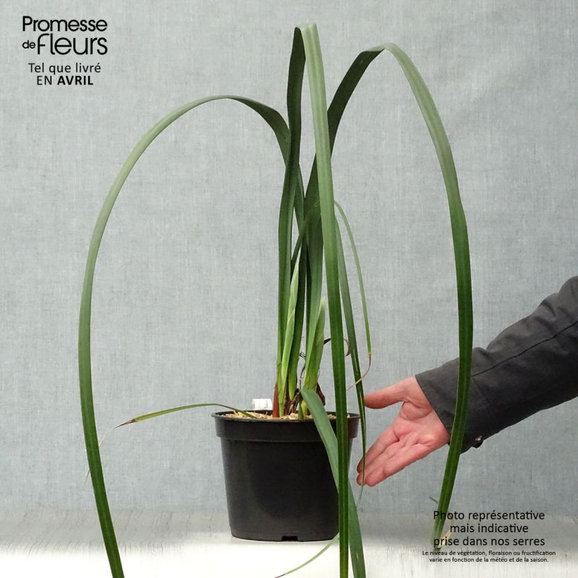 Moraea huttonii  Pot de 4L Ejemplar entregado en la primavera