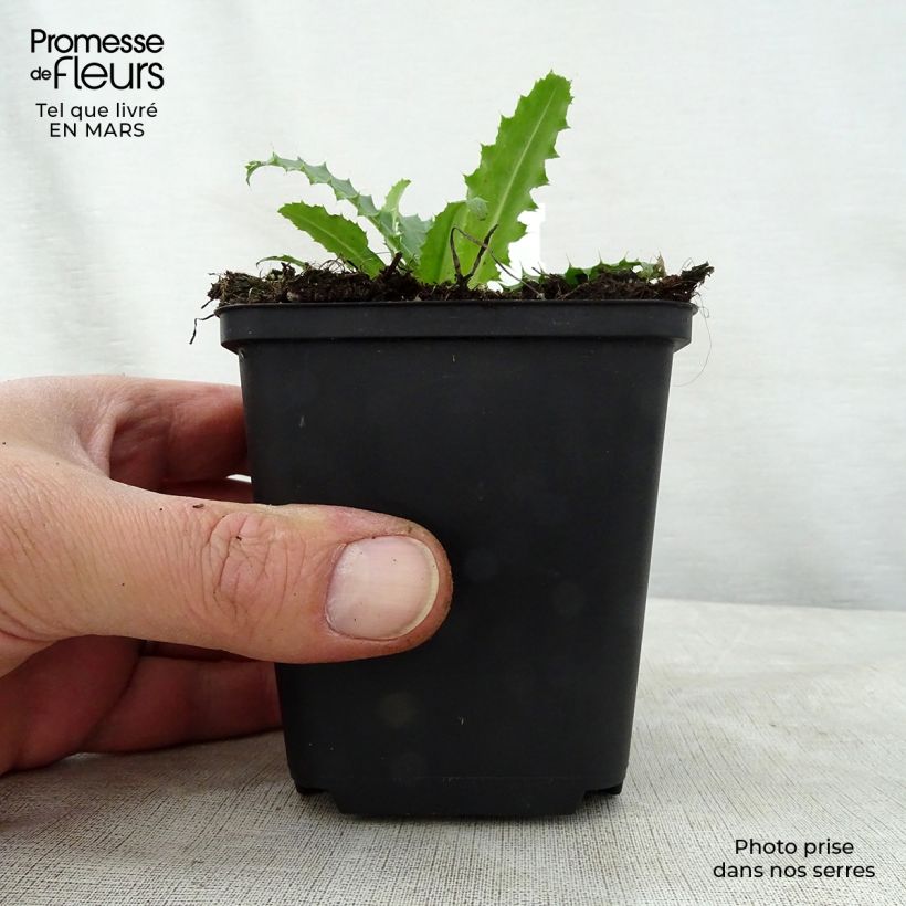 Morina longifolia Godet de 9cm Ejemplar entregado en la primavera