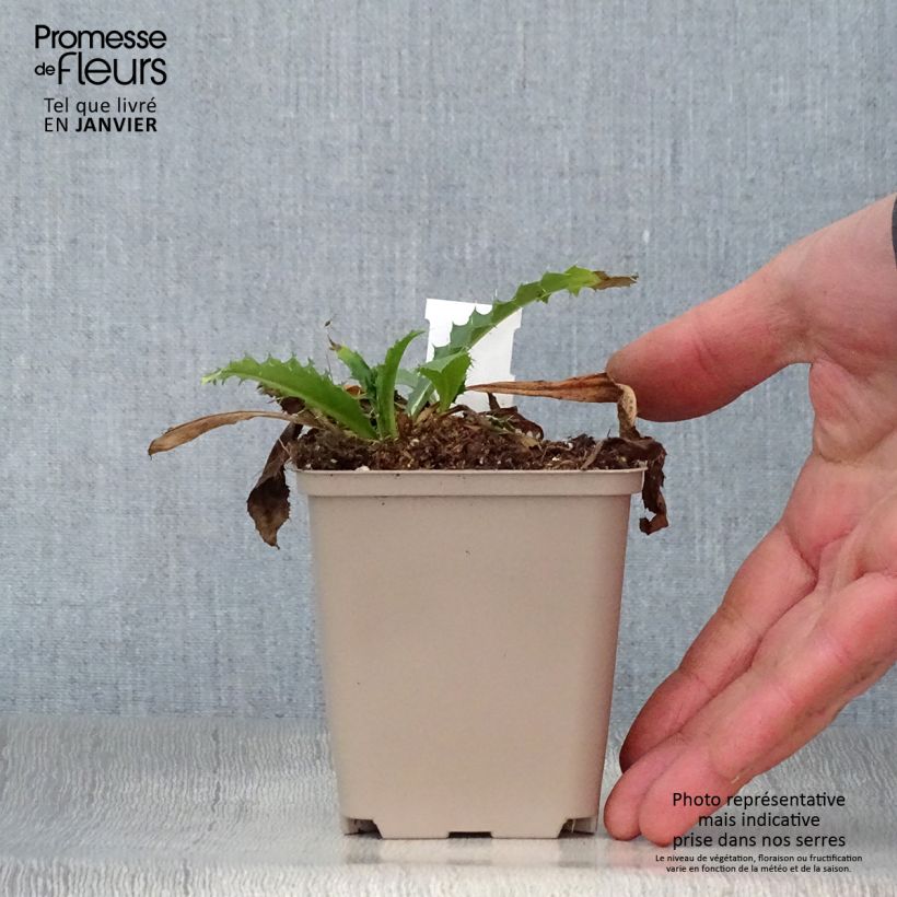 Morina longifolia Maceta de 8/9 cm Ejemplar entregado en invierno