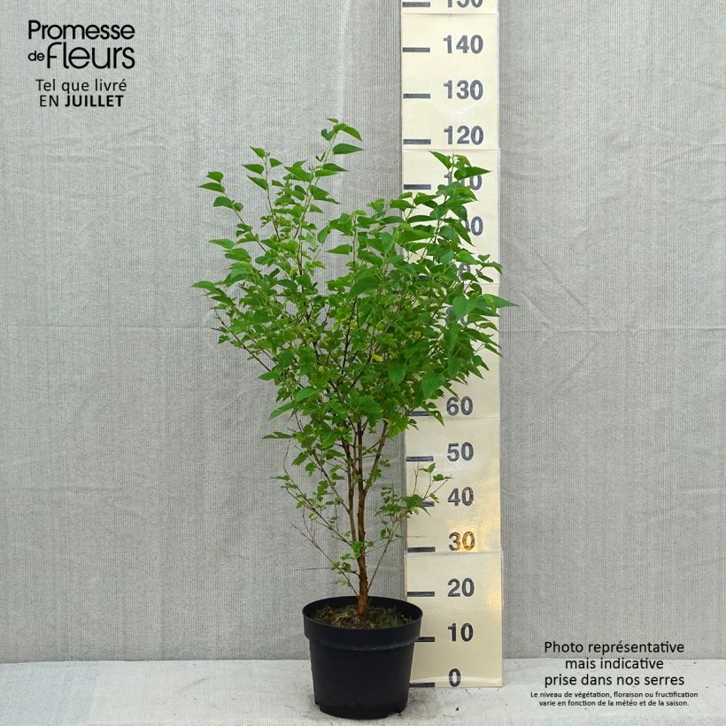Ejemplar de Morus alba - Morera blanca Maceta 7,5L/10LAltura de entrega aprox. 60/80cm entregado en verano