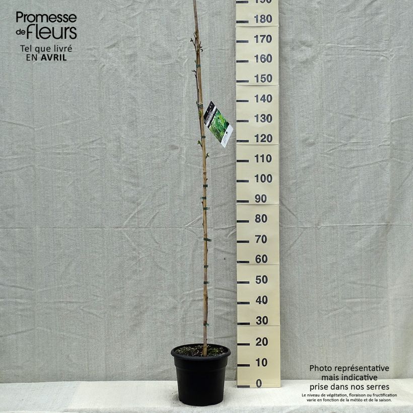 Morus kagayamae - Morera sin frutos Maceta 7,5L/10LAltura de entrega aprox. 120/130cm Ejemplar entregado en la primavera