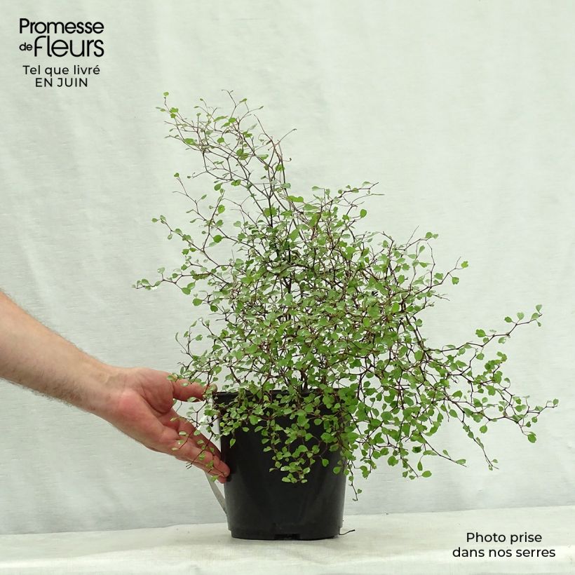 Ejemplar de Muehlenbeckia astonii - Enredadera de alambre Maceta 3L/4L entregado en verano
