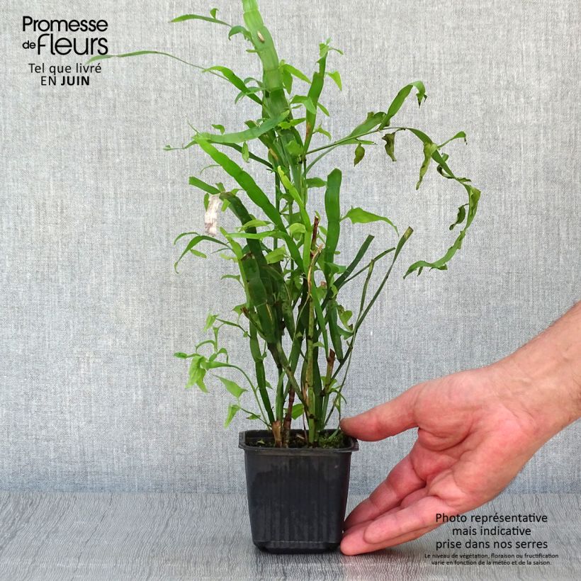 Ejemplar de Muehlenbeckia platyclada - Plante ruban Godet de 8/9 cm entregado en verano