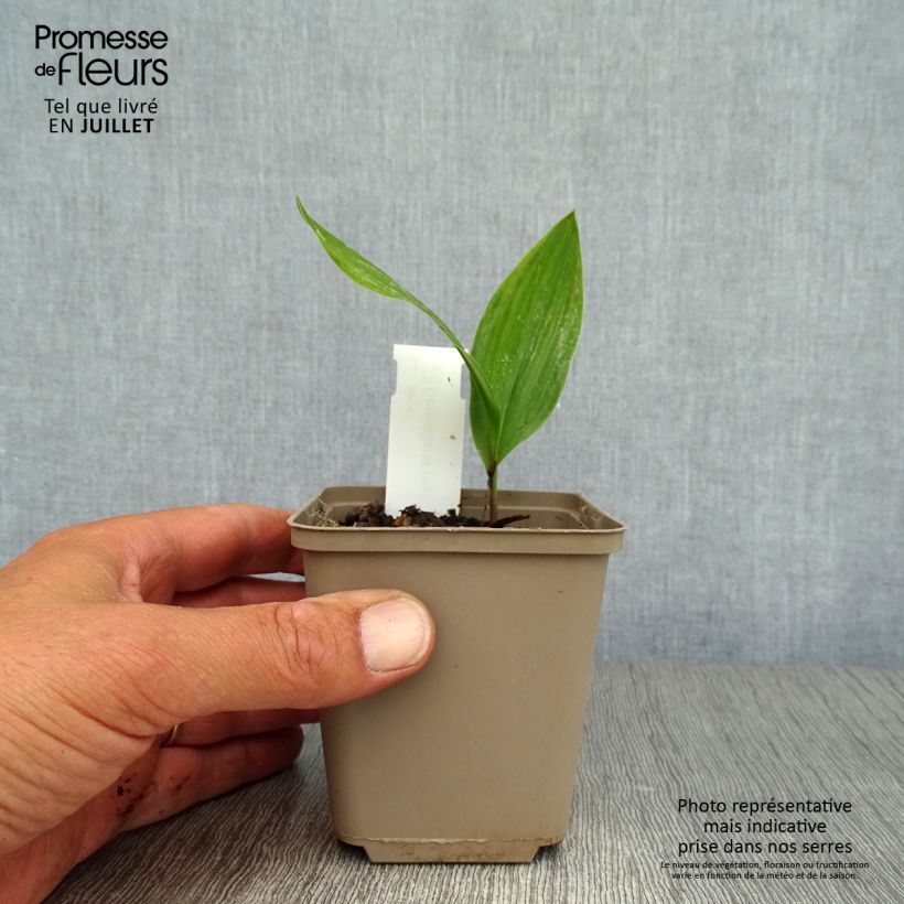 Ejemplar de Convallaria majalis - Lirio de los valles Maceta de 8/9 cm entregado en verano