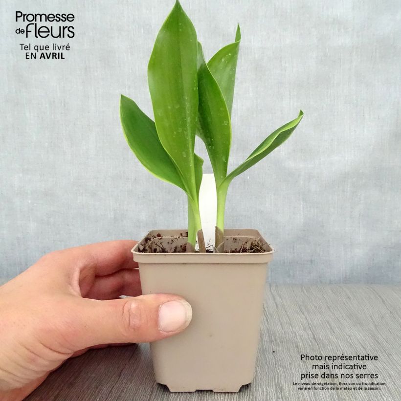 Convallaria majalis Bridal Choice - Lirio de los valles Maceta de 8/9 cm Ejemplar entregado en la primavera