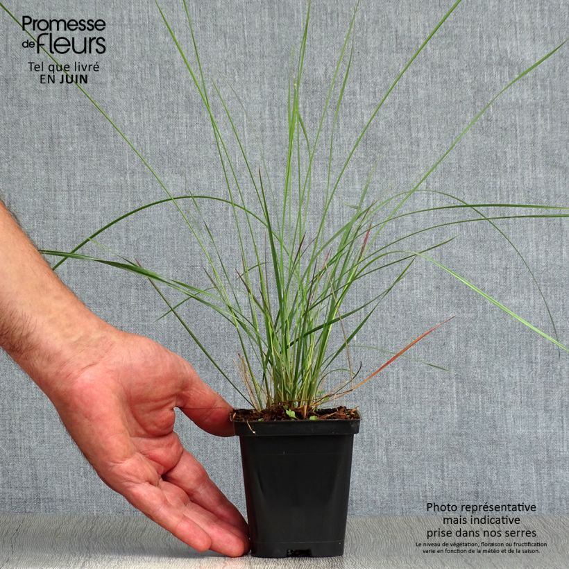 Ejemplar de Muhlenbergia capillaris en godet de 9 cm entregado en verano