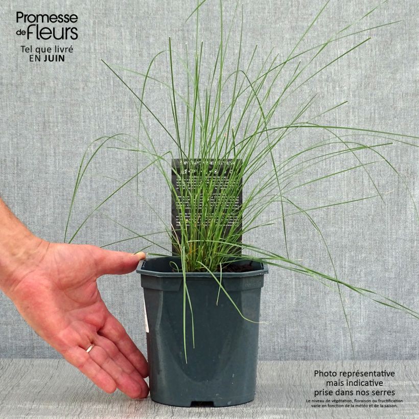 Ejemplar de Muhlenbergia capillaris en pot de 2/3 litres entregado en verano