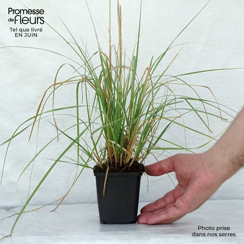 Ejemplar de Muhlenbergia rigens Godet de 8/9 cm entregado en verano
