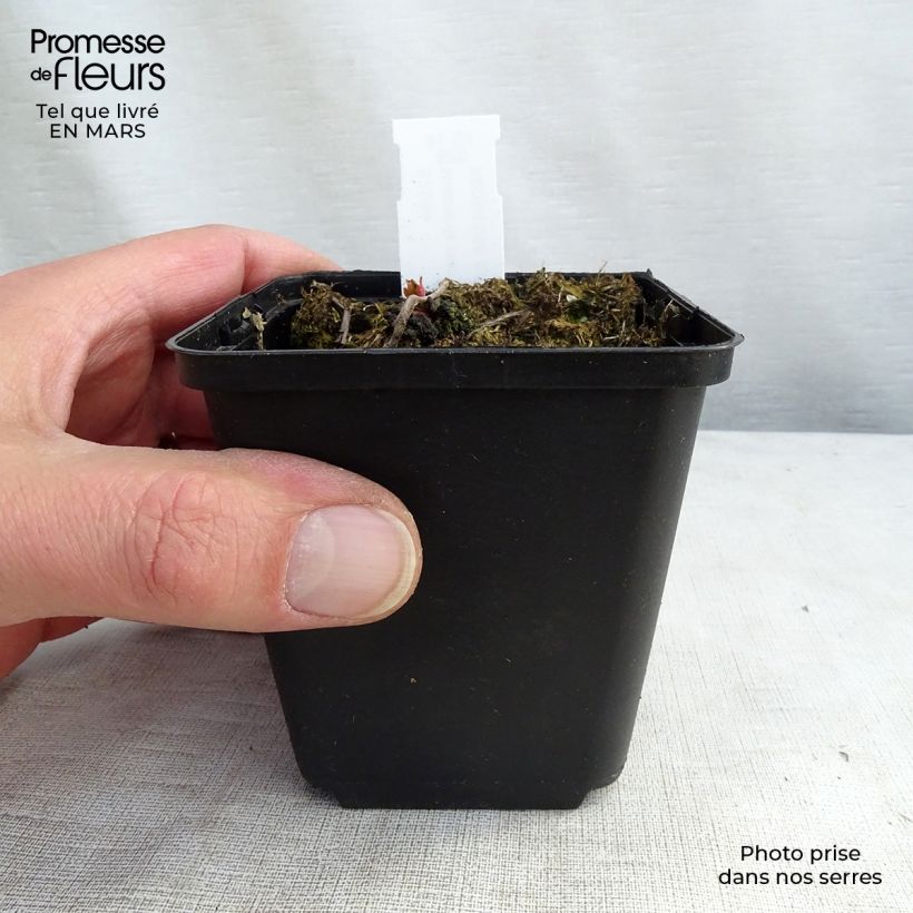 Mukdenia rossii Crimson Fans (Karasuba) Godet de 9cm Ejemplar entregado en la primavera