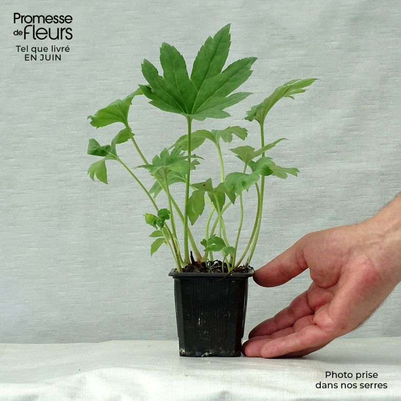 Ejemplar de Mukdenia rossii Maceta de 8/9 cm entregado en verano