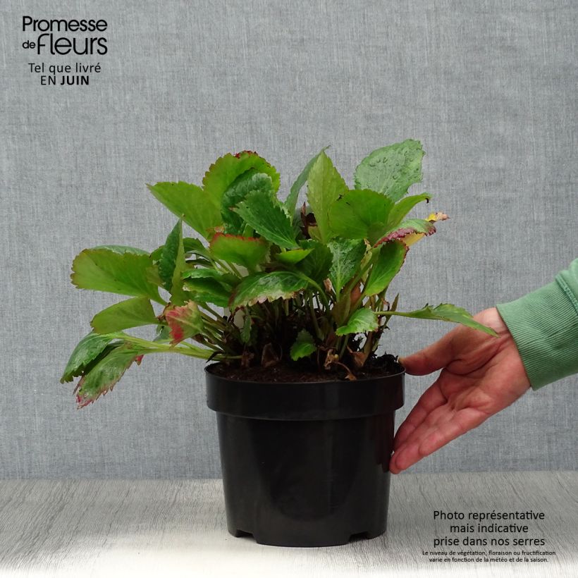 Ejemplar de Mukgenia Nova Flame en pot de 3L entregado en verano