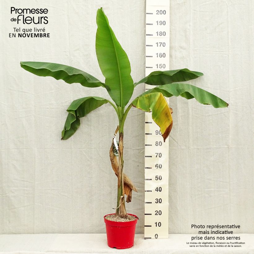 Ejemplar de Musa basjoo - Platanera japonés Maceta 4L/5L entregado en otoño