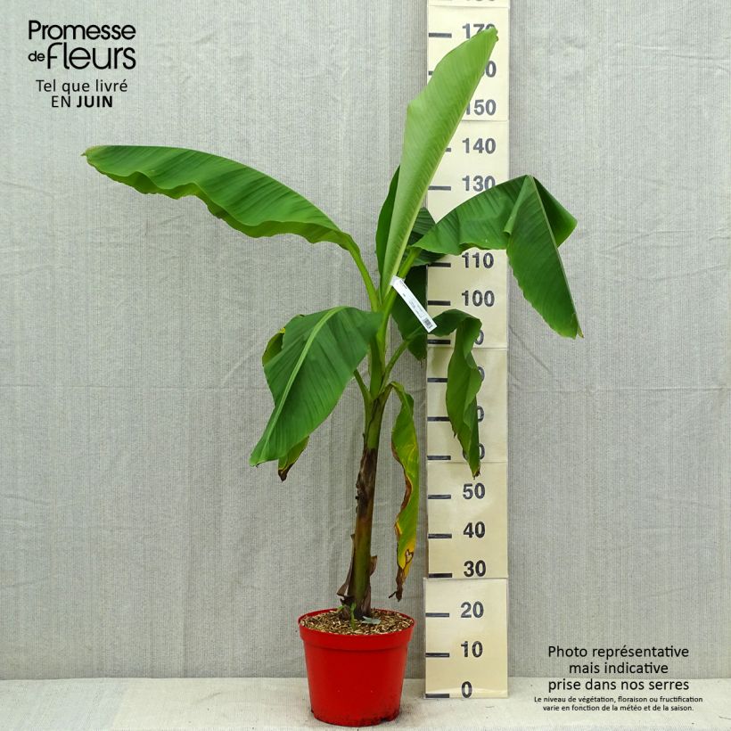 Ejemplar de Musa basjoo - Platanera japonés Maceta 4L/5L entregado en verano