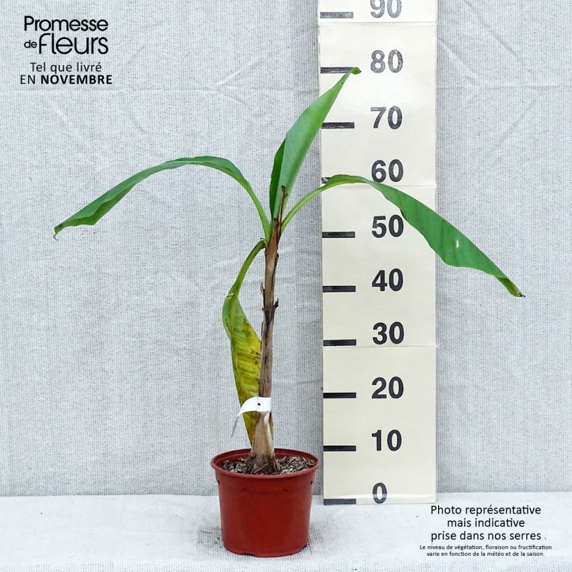 Ejemplar de Musa basjoo - Platanera japonés Maceta 1,5L/2L entregado en otoño