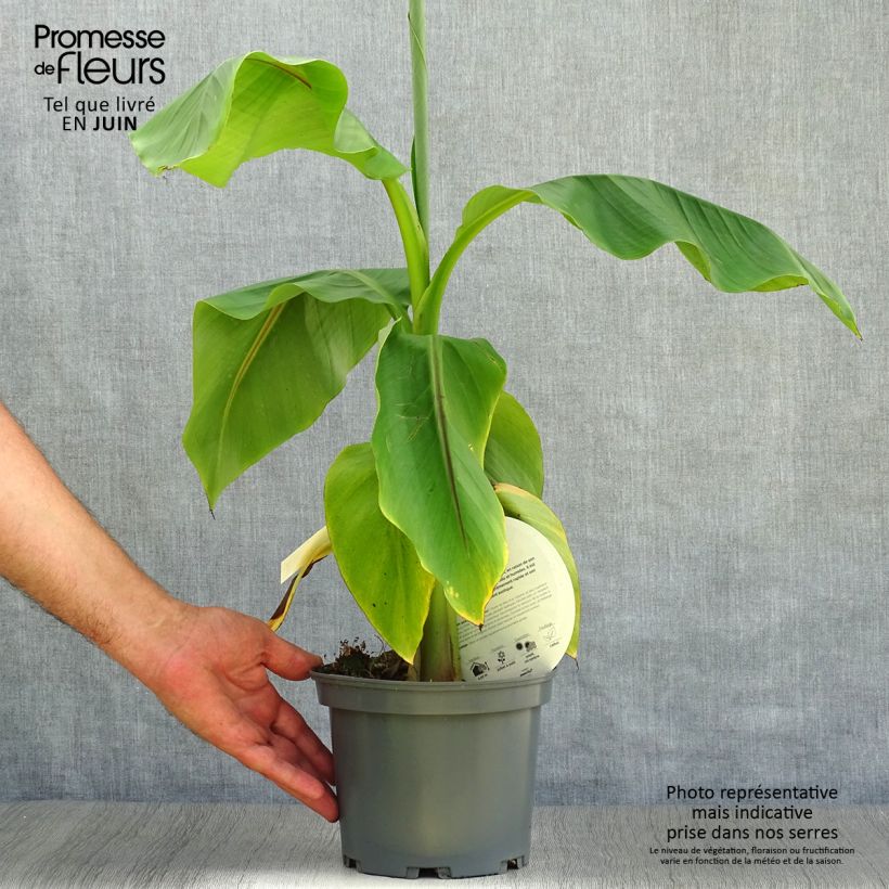 Ejemplar de Musa basjoo - Platanera japonés Maceta 1,5L/2LAltura de entrega aprox. 30/40cm entregado en verano