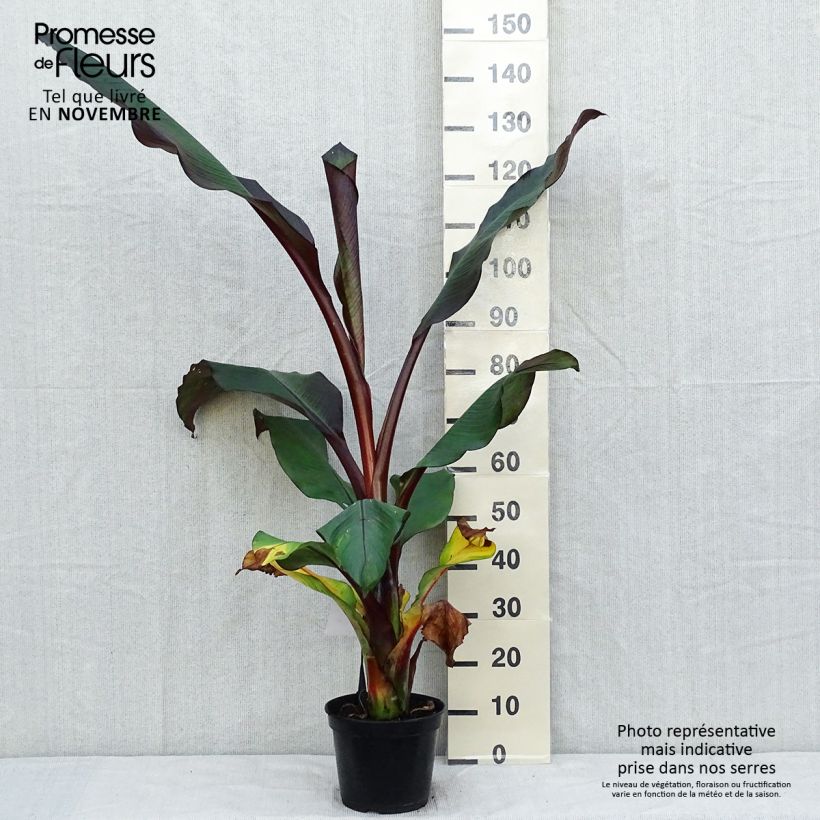 Ejemplar de Ensete ventricosum Maurelii - Falso plátano Maceta 7,5L/10L entregado en otoño