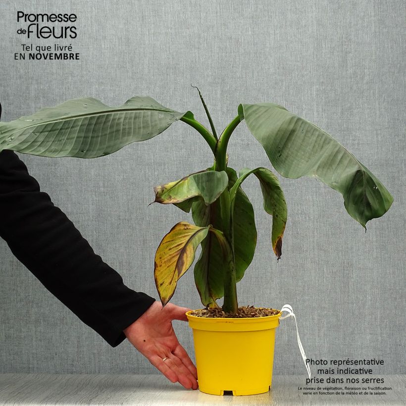 Ejemplar de Musa sikkimensis Red Tiger - Platanera Maceta 3L/4L entregado en otoño