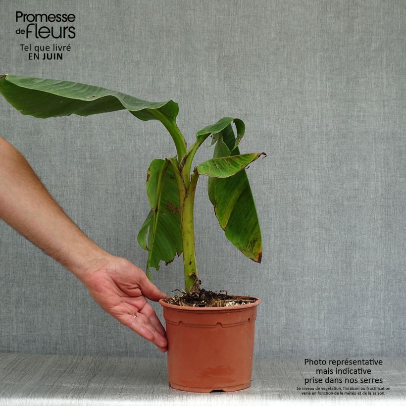 Ejemplar de Musa sikkimensis Red Tiger - Platanera Maceta 4L/5L entregado en verano
