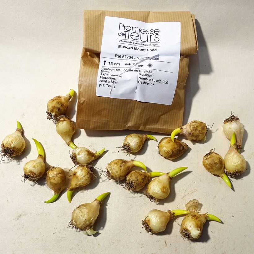 Ejemplo de ejemplar de Muscari aucheri Mount Hood Bulbo calibre 5+ tal y como se entrega
