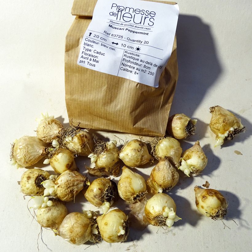 Ejemplo de ejemplar de Muscari armeniacum Peppermint Bulbo calibre 7+ tal y como se entrega
