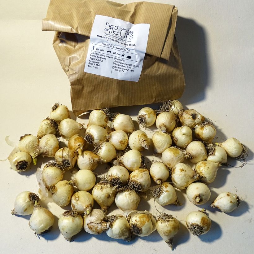Ejemplo de ejemplar de Muscari armeniacum Big Smile Bulbe tal y como se entrega