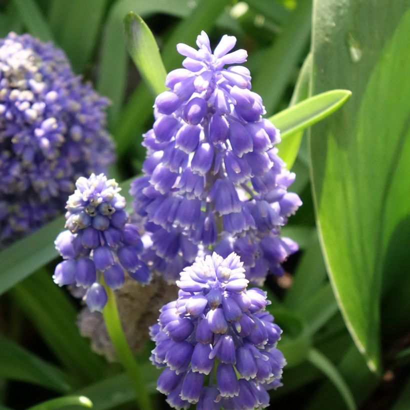 Muscari armeniacum Fantasy Creation (Floración)
